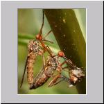 Empis sp - Tanzfliege 01d 12mm.jpg